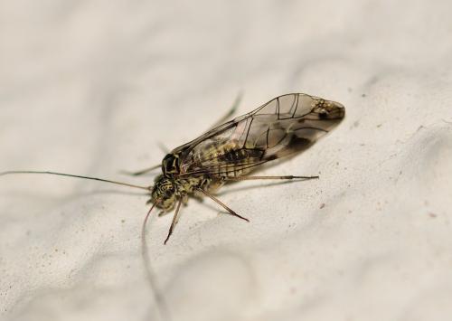 Psococerastis gibbosa